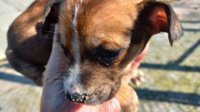 puppies at the kennels