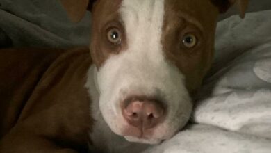 missing dogs