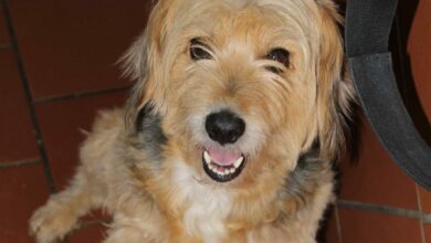 Help Foxi find her forever family