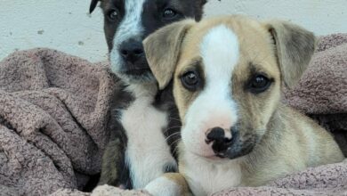 missing puppies