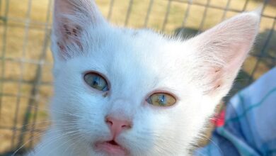 cat