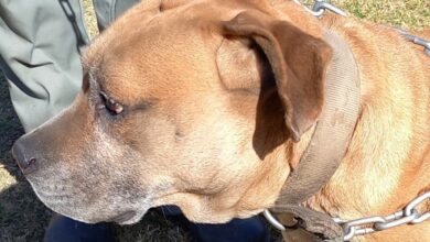 lost dog