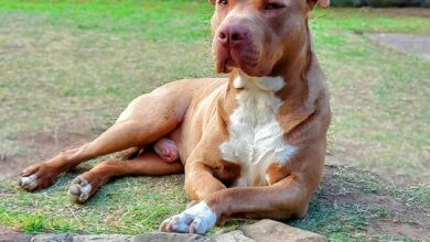 missing pit bull