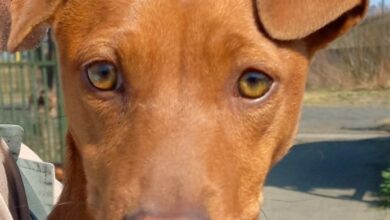 Lost dogs at AACL