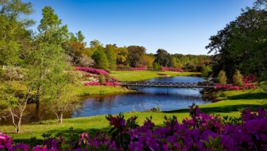 Landscaped garden
