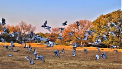 Pigeons