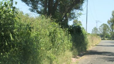 Overgrown grass