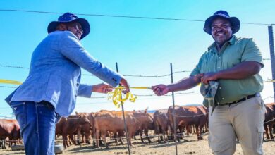 cattle farming