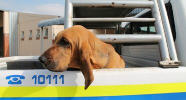 Image of a marked K9 Unit SAPS van with a hound on the back of the vehicle.