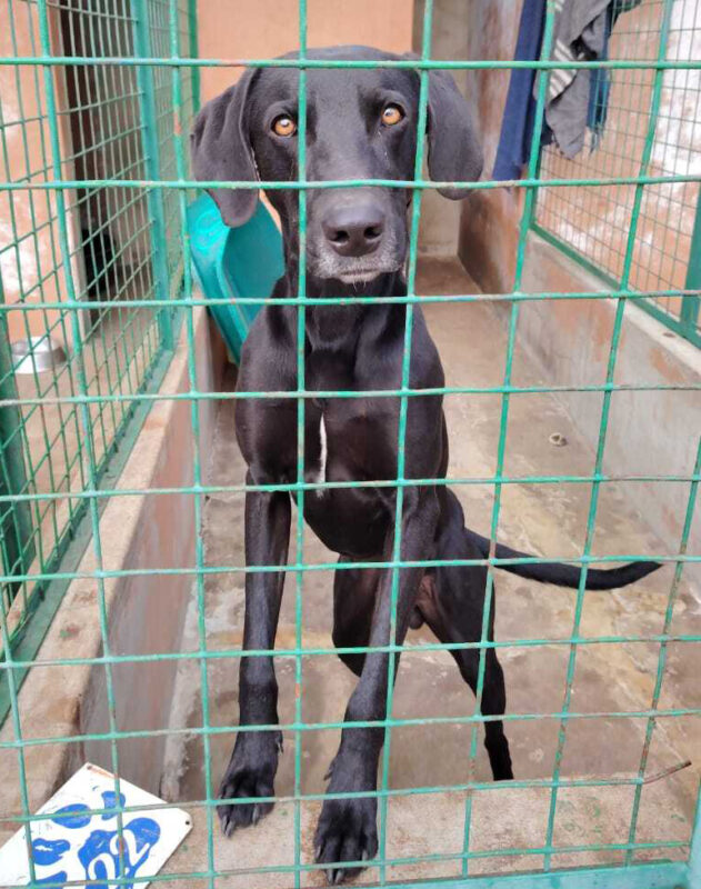 Dog in a cage at Newcastle SPCA.