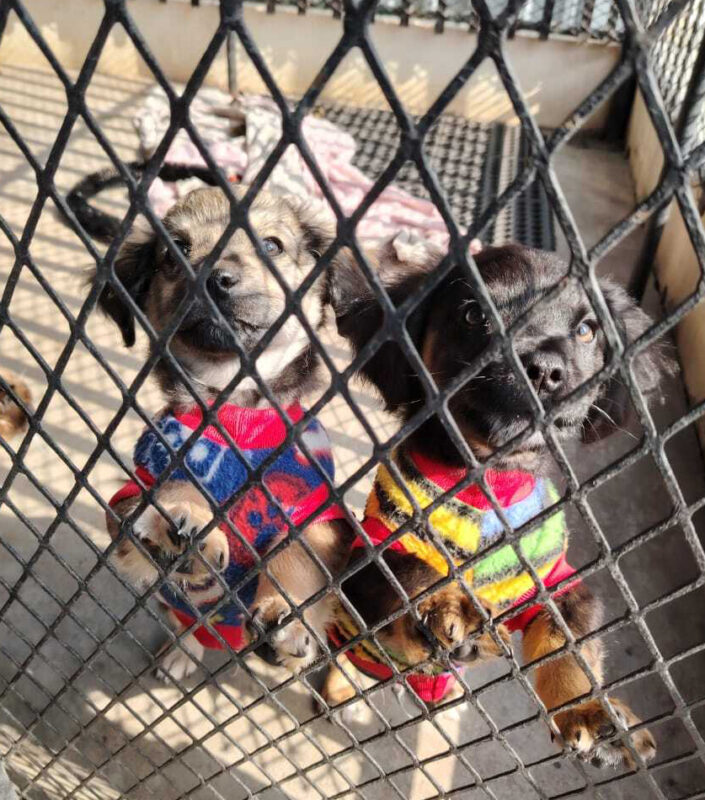 Two dogs in a cage at Newcastle SPCA.