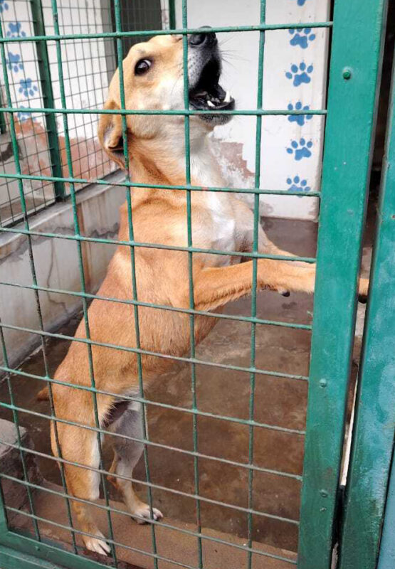 Dog in a cage at Newcastle SPCA.