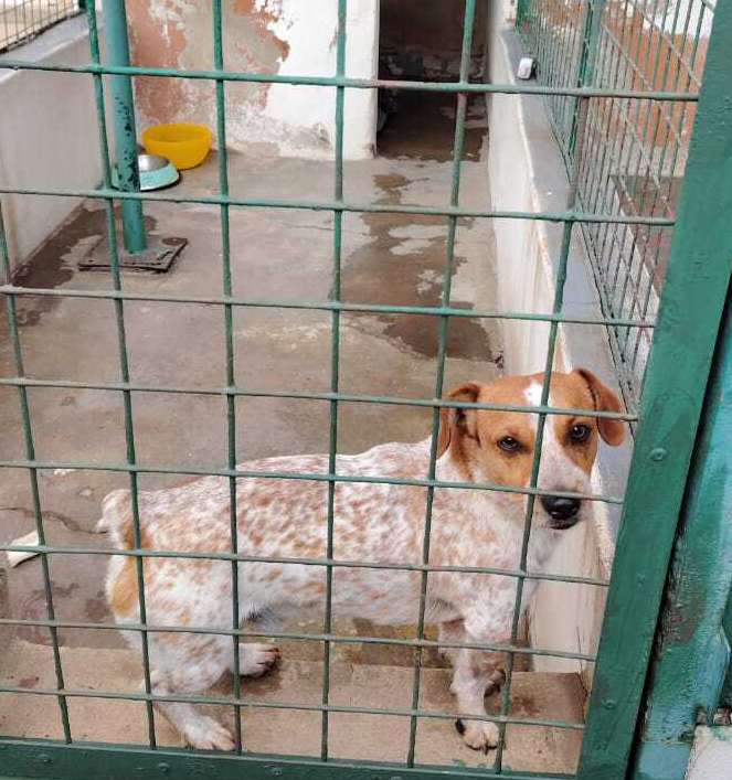 Dog in a cage at Newcastle SPCA.