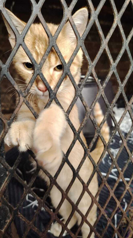 Cat in a cage at Newcastle SPCA.