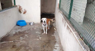 Dog in a cage at Newcastle SPCA.