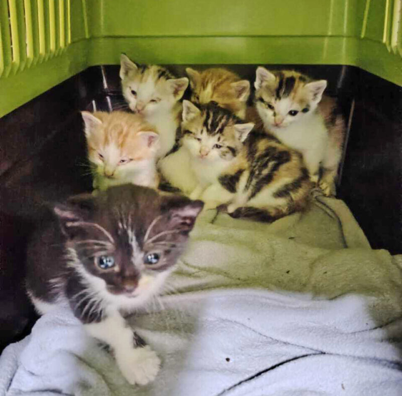 Kittens in a cage at Newcastle SPCA.