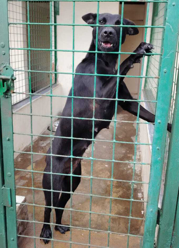 Dog in a cage at Newcastle SPCA.