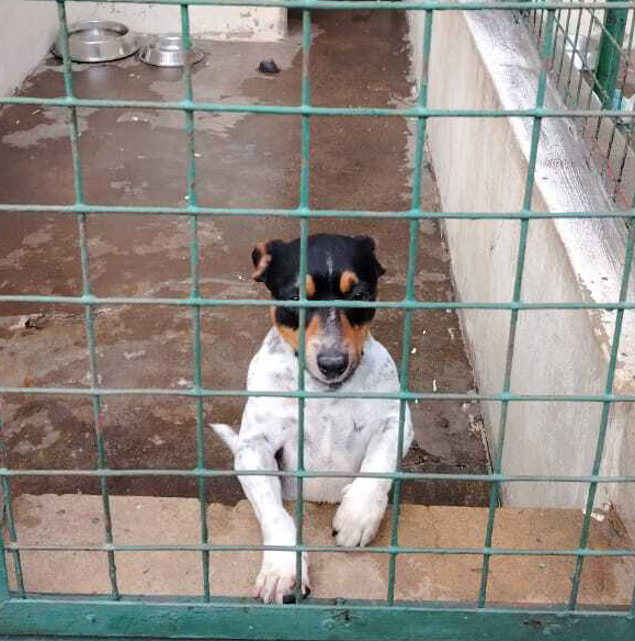 Dog in a cage at Newcastle SPCA.