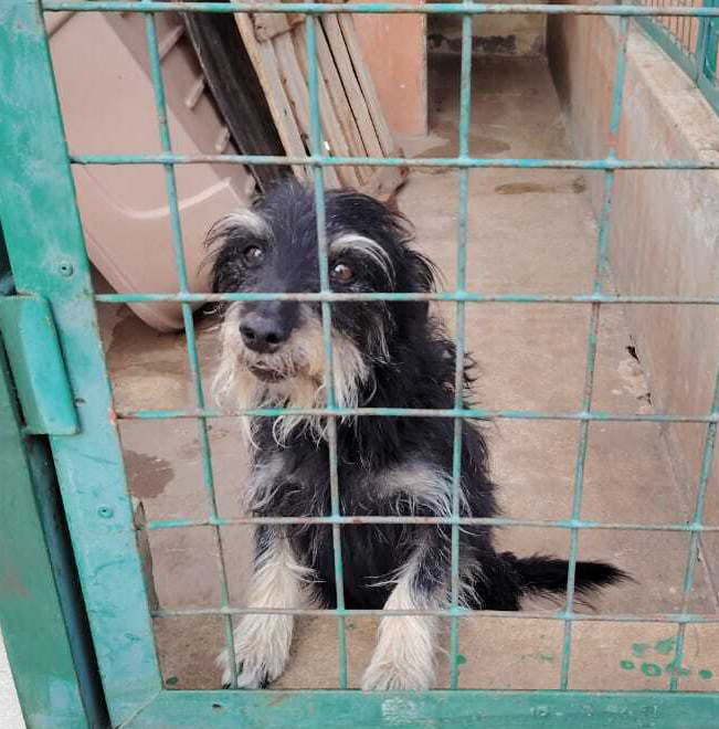 Dog in a cage at Newcastle SPCA.