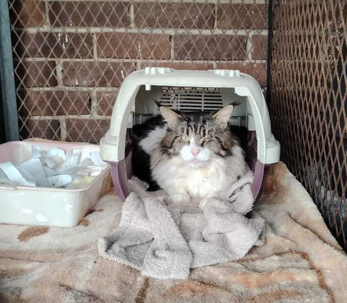 Cat in a cage at Newcastle SPCA.