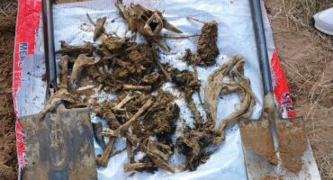 Human remains