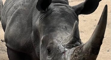 Marhta the rhino 1
