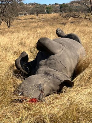 Martha the rhino 2