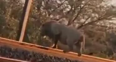 Lion Spotted near Ingogo