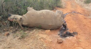 Killed rhino