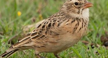 wakkerstroom-vote-bothas-lark-bird-of-the-year-2026