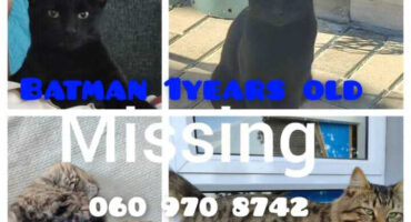 Help find missing cats Batman and Skiddels