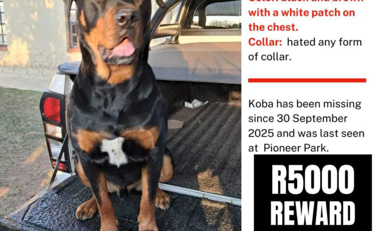 Missing Koba
