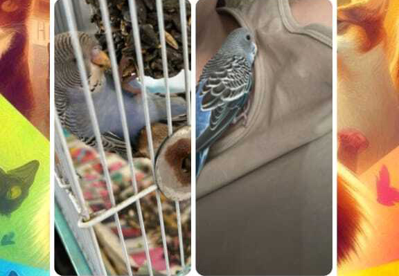 Two photos of the same blue and grey budgiue bird. One is of the bird in his cage and the other is of him on his owners chest. There is a colouful background behind the images.