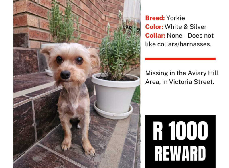 A small white and silver Yorkie sits on outdoor steps; text indicates the dog is missing near Victoria Street and a R1000 reward is offered.