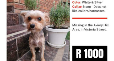 A small white and silver Yorkie sits on outdoor steps; text indicates the dog is missing near Victoria Street and a R1000 reward is offered.