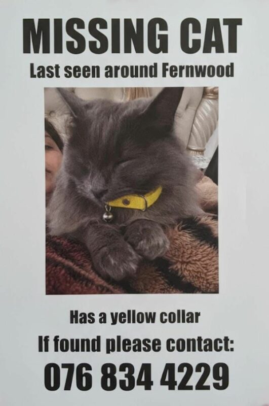 Automatically generate alt text for images in over 130 languages. Start Free Trial Click to select or drop a new image Use setting Optional Poster for a missing cat last seen around Fernwood, featuring a photo of a grey cat with a yellow collar. Contact number provided at the bottom: 076 834 4229.