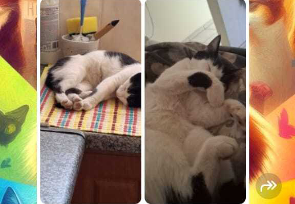 Two photos side by side of the same black and white kitten on a table sleeping. A colourful background is seen behind the photos.