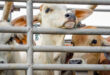 Image of cattle in a kraal .