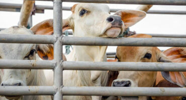 Image of cattle in a kraal .