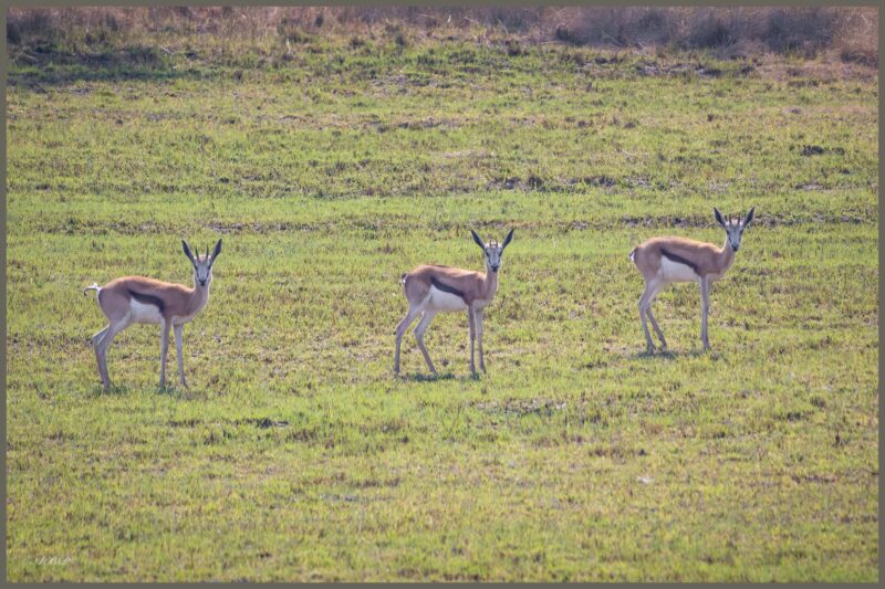Three bucks are photographed standing in a row outside in a natural element.
