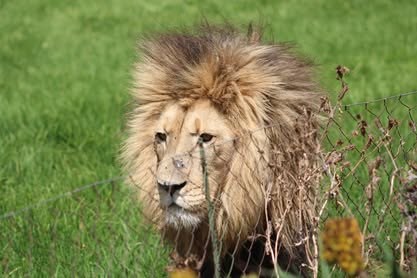 A lion is captured outside in a field behind a wired fence at Moreson Ranch.