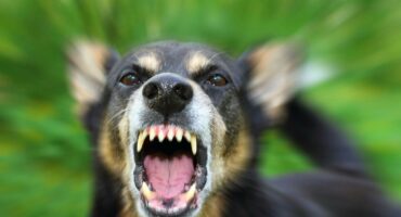 Image of rabid dog