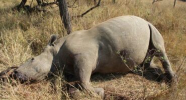 Dead rhino lying on its side in a bush.