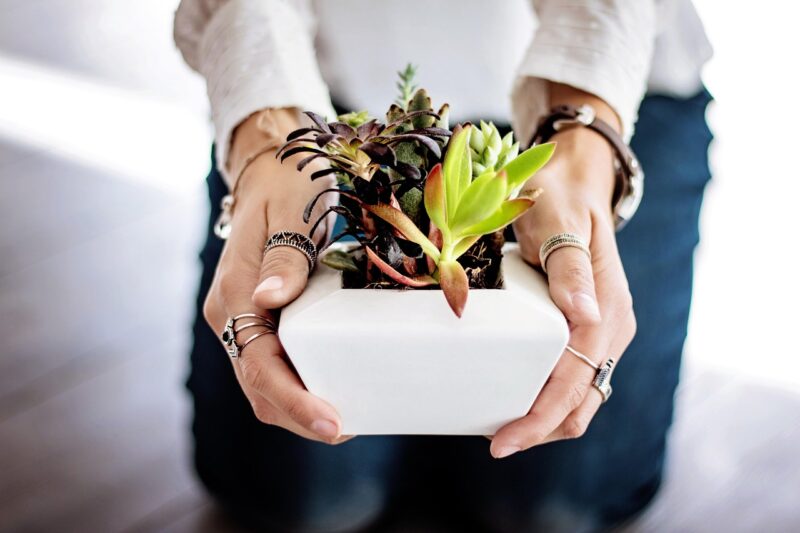 A white pit with succulants in. A woman is holding the plant with both hands. The woman is wearing a white shirt with a blue jean. There are several rings on her fingers. She is wearing a watch. 