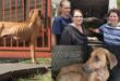 A collage of photos of a lost dog that had been rescued by three women in Newcastle. Dog appears to be frightened and malnourished.