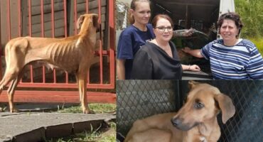A collage of photos of a lost dog that had been rescued by three women in Newcastle. Dog appears to be frightened and malnourished.