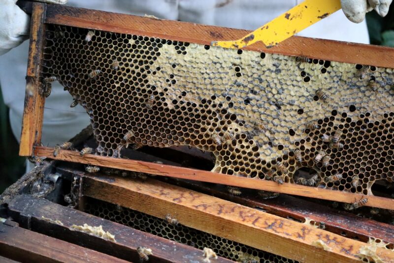 The inside of a bee hive; known as honey-store. It is rectangular in shape, with bees, wax, and honey within the frame. There is a yellow metal object against the honey-store. The rest of the open beehive is underneath the exposed honey-store.