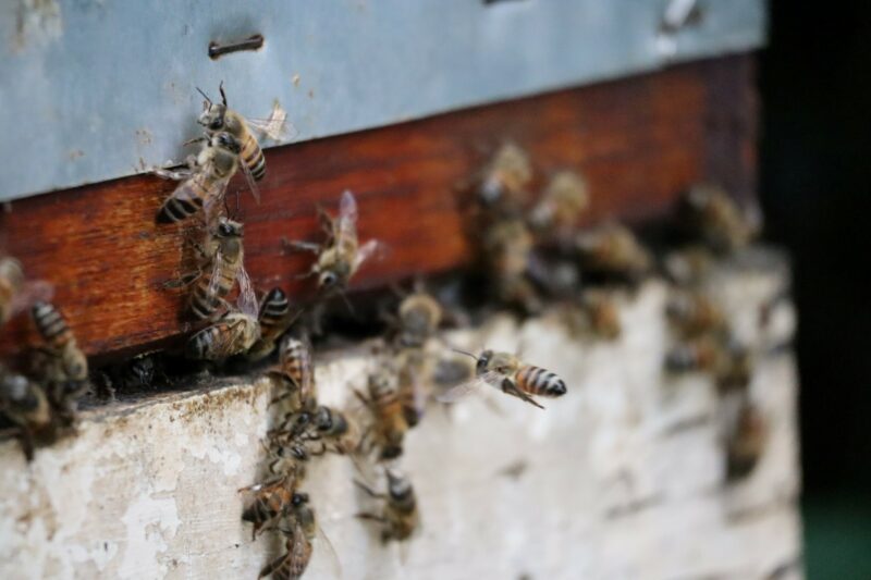 A sworm of bees are sitting and flying around a bee hive made from wood. The hive is brown and white.
