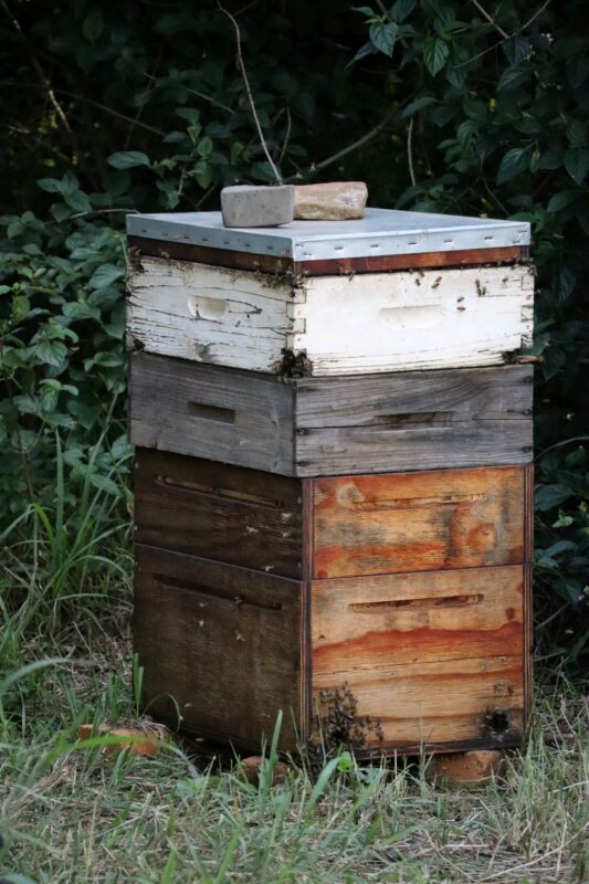 A multi-layered beehive is standing on grass. The lid of the beehive is silver with a brick on top. The beehive is brown, white and a grey-ish colour. The beehive is in an area with a lot of trees and shrubs as protection against the elements.