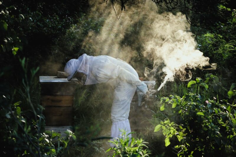 A lady in a bee suit is holding a smoker to smoke out bees from the hive. The smoker is smoking behind her. She is in a bend position leaning forward toward a hive. Her bee suit is white. The hive is between bushes and trees. The sunlight is shining through the smoke.